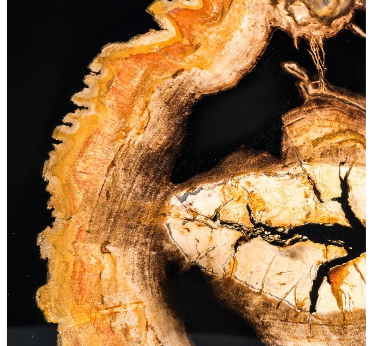 Designer Couchtisch mit eingearbeitetem versteinertem Holz - Limited Edition