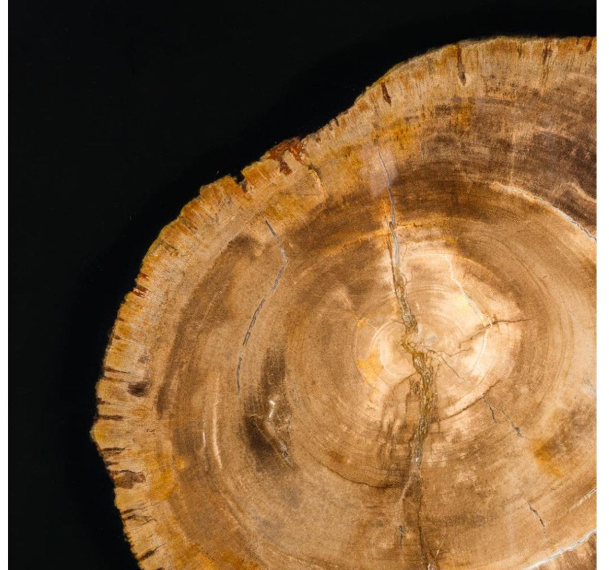 Designer Couchtisch mit eingearbeitetem versteinertem Holz - Limited Edition